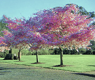 cherrytrees cherrytrees