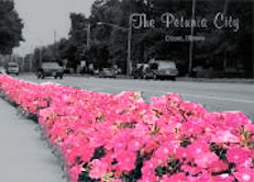 petunias petunias