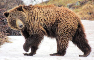 alaskabear