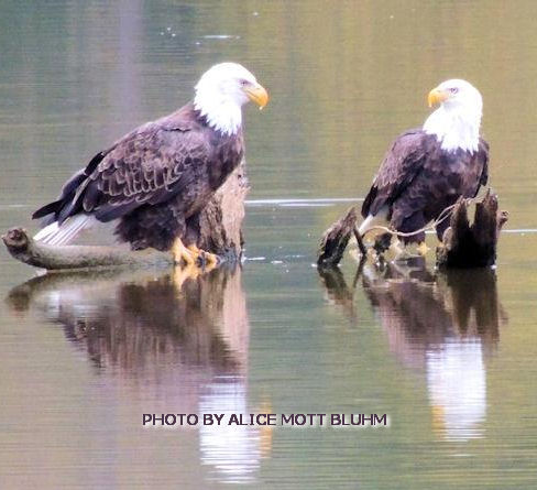 Eagle Spat