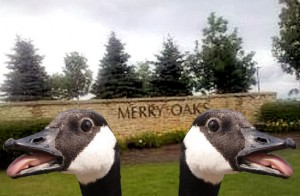 geeseofmerryoak