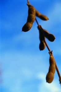 soybeans