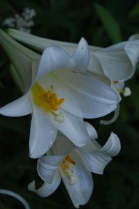 401px-Lilium_longiflorum_1[1]