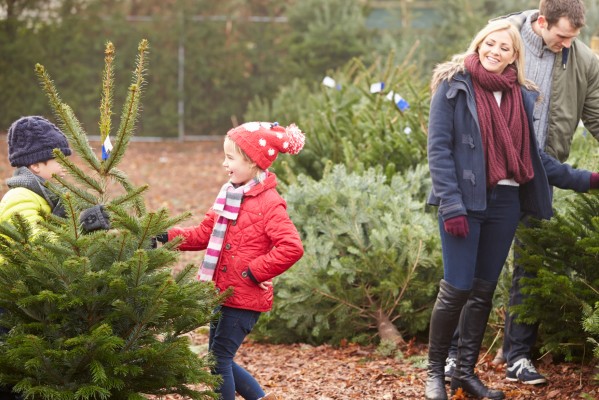 Caring for a Christmas tree is important.