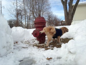 800px-Shih-Tzu_Fire_Hydrant[1]