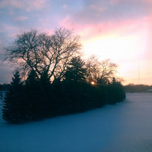 Winter trees