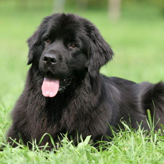 Photo of a Newfoundland