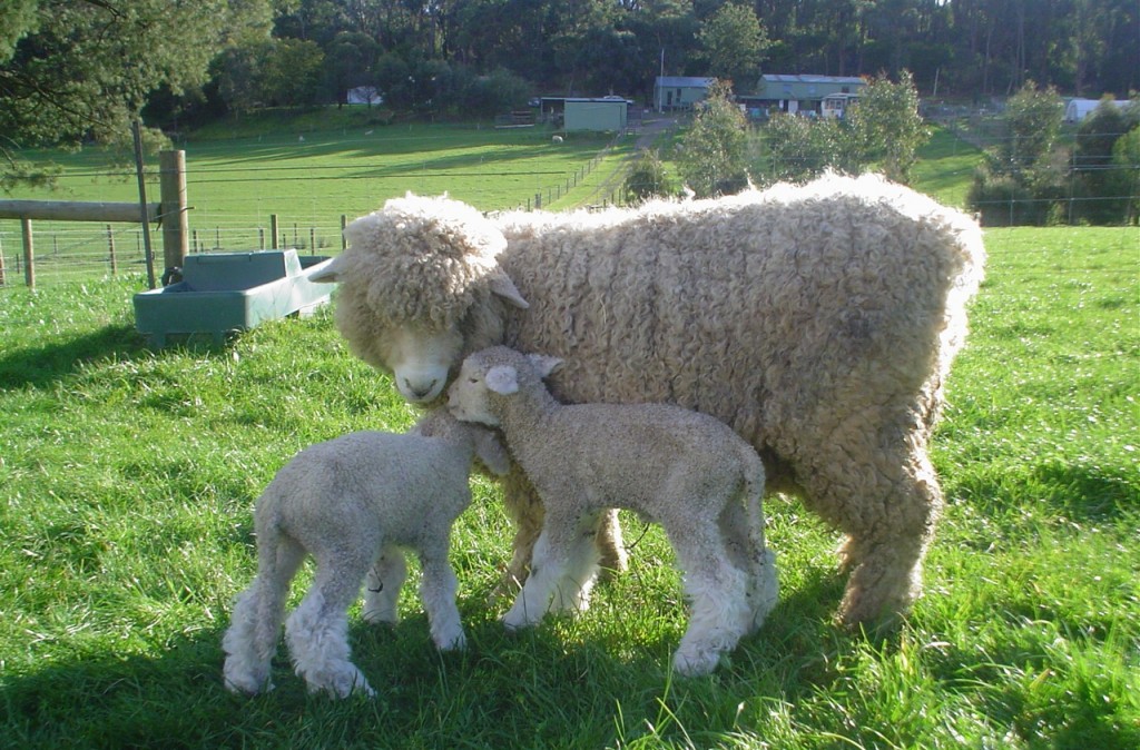 Romney_Ewe_and_Lamb[1]