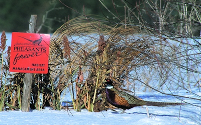 pheasantsforever
