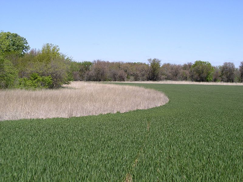 800px-Farmland_filter_strip_marion_co_ks[1]