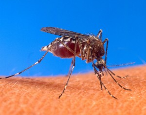 800px-Aedes_aegypti_biting_human[1]