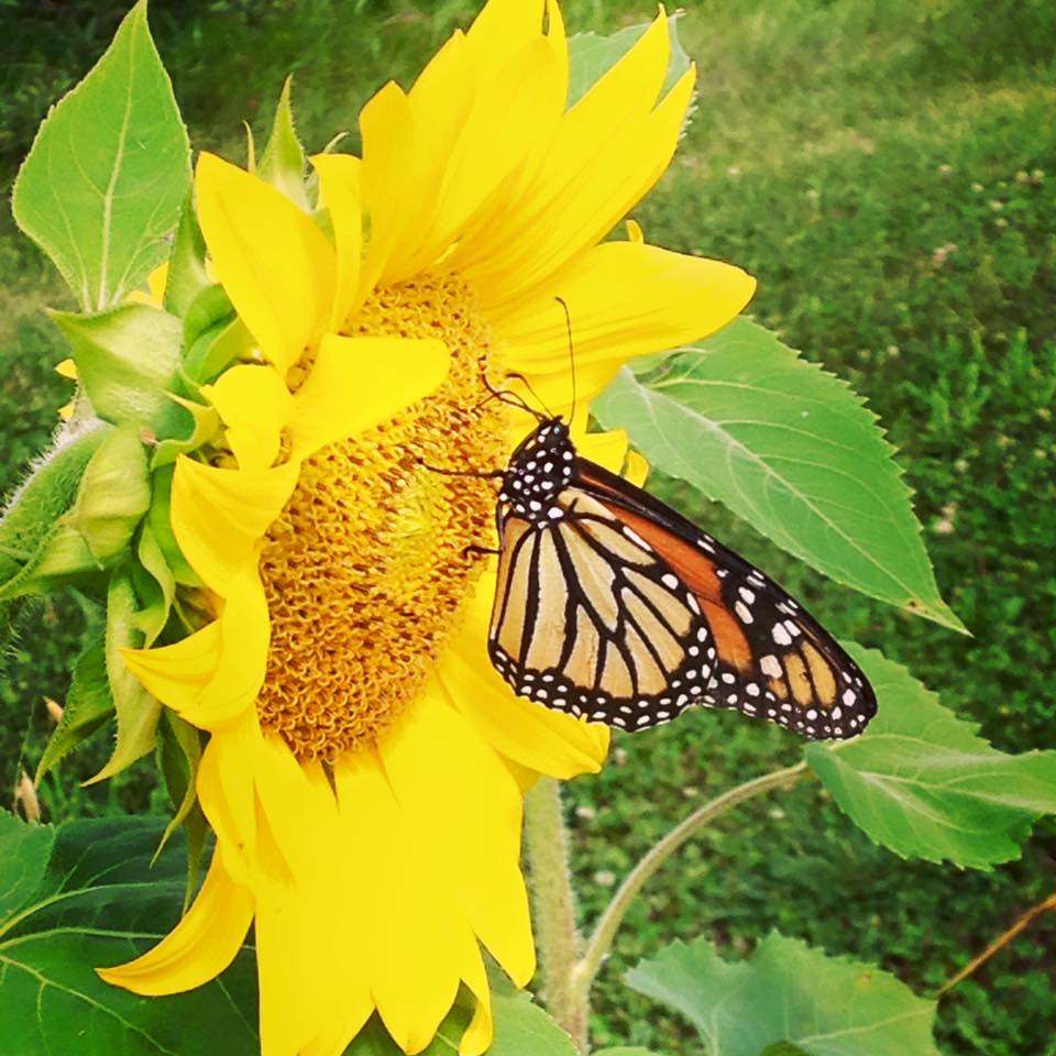 11855797_10153067037177467_953175411356364185_n[1]