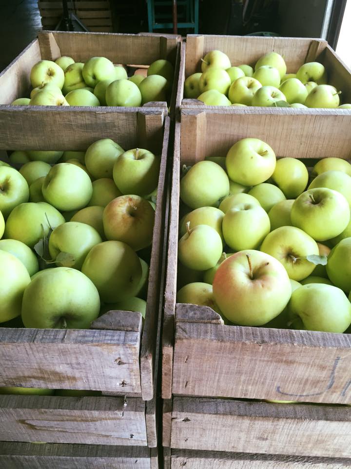 11923232_10153088604722467_5712127667919477034_n[1]