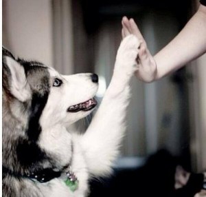 11952049_960300607326842_8851129496744638844_n[1]