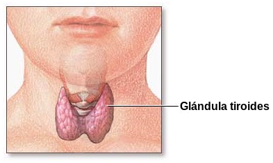 Thyroid_gland-es.svg