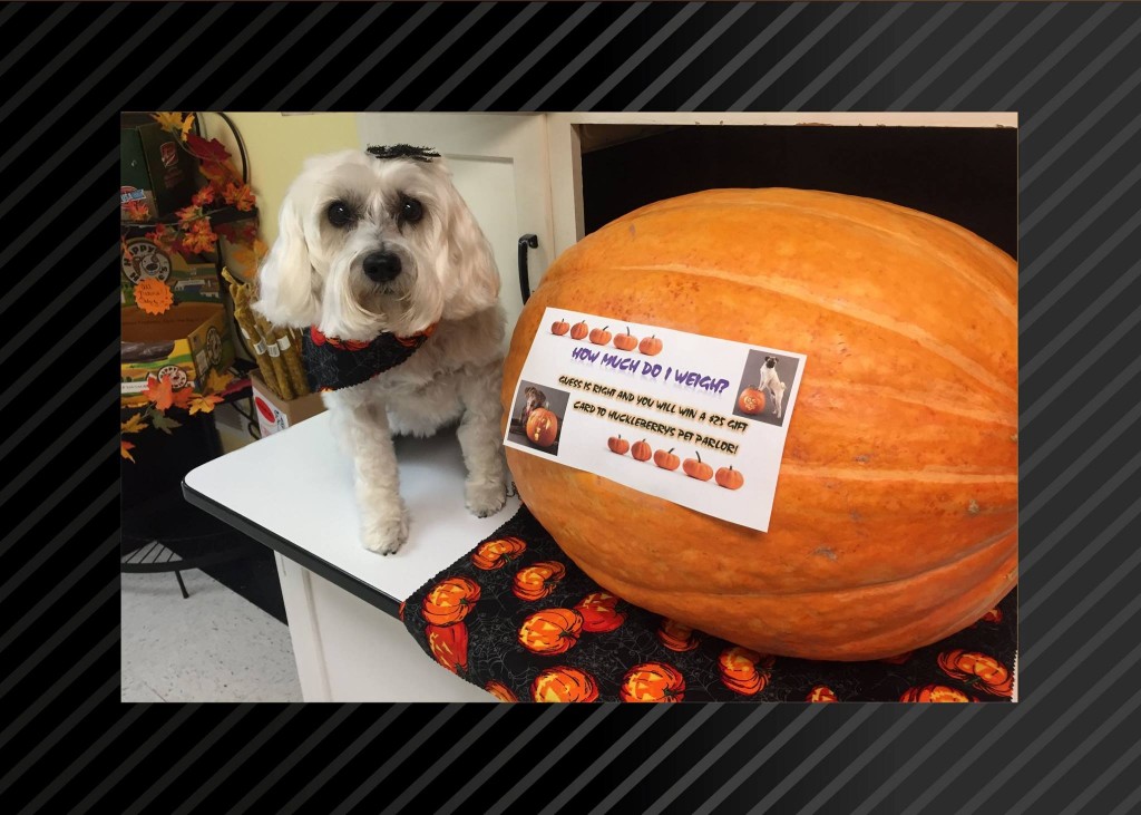 12087964_10153806575707868_8378439511326564151_o[1]