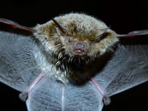 bat
