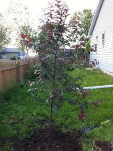 448px-newly_planted_crabapple_tree1