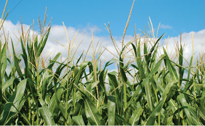 corn
