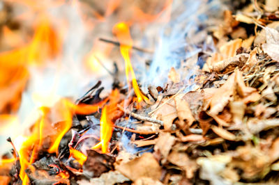 leafburning