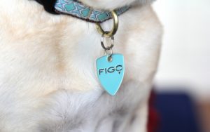 FIGO pet insurance now available through Pardridge Insurance.