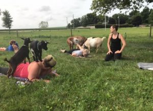 Goat Yoga
