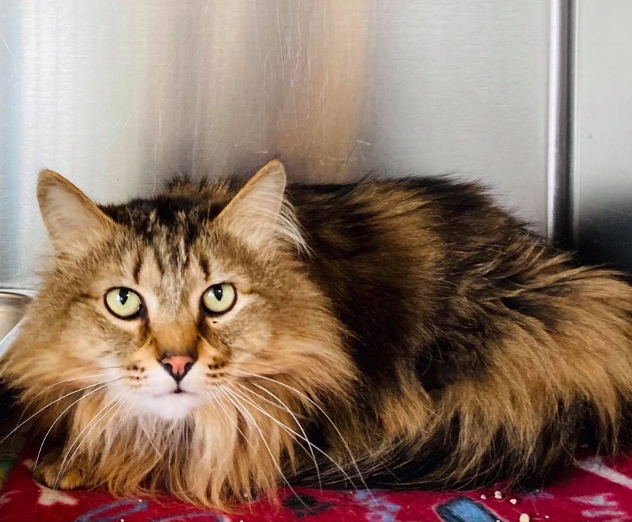 Tails Humane Society’s Pet of the Week: Boomer