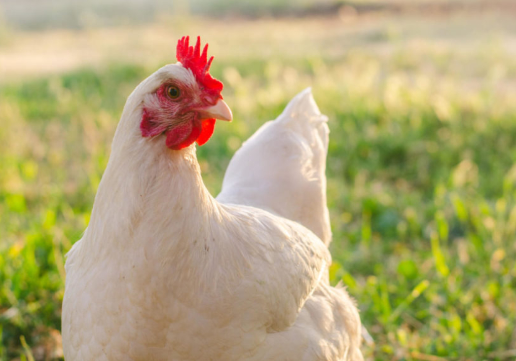 Allow Backyard Chickens In DeKalb