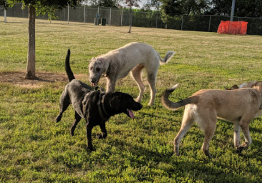 Katz Dog Park