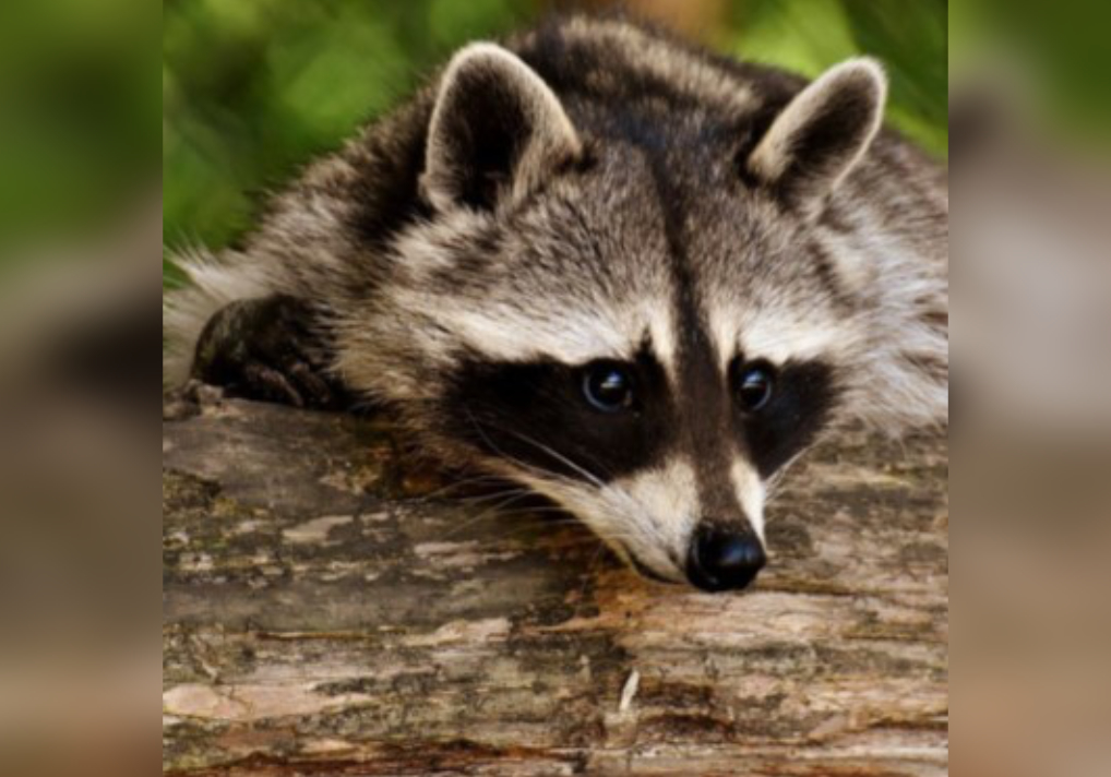 Exotic Animals: Thursday, June 24